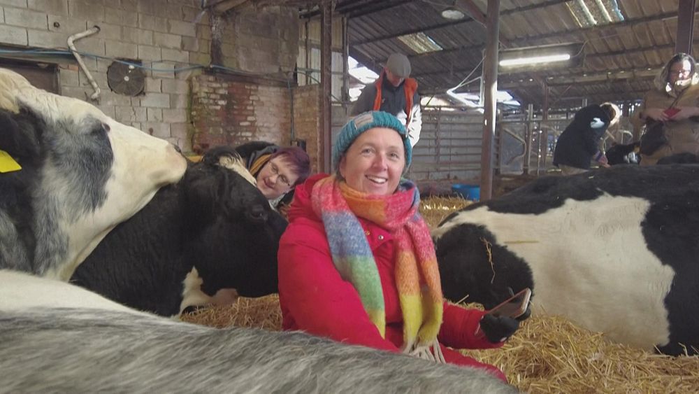 Посетителите се стичат във фермата Дъмбъл в Йоркшир Обединеното кралство