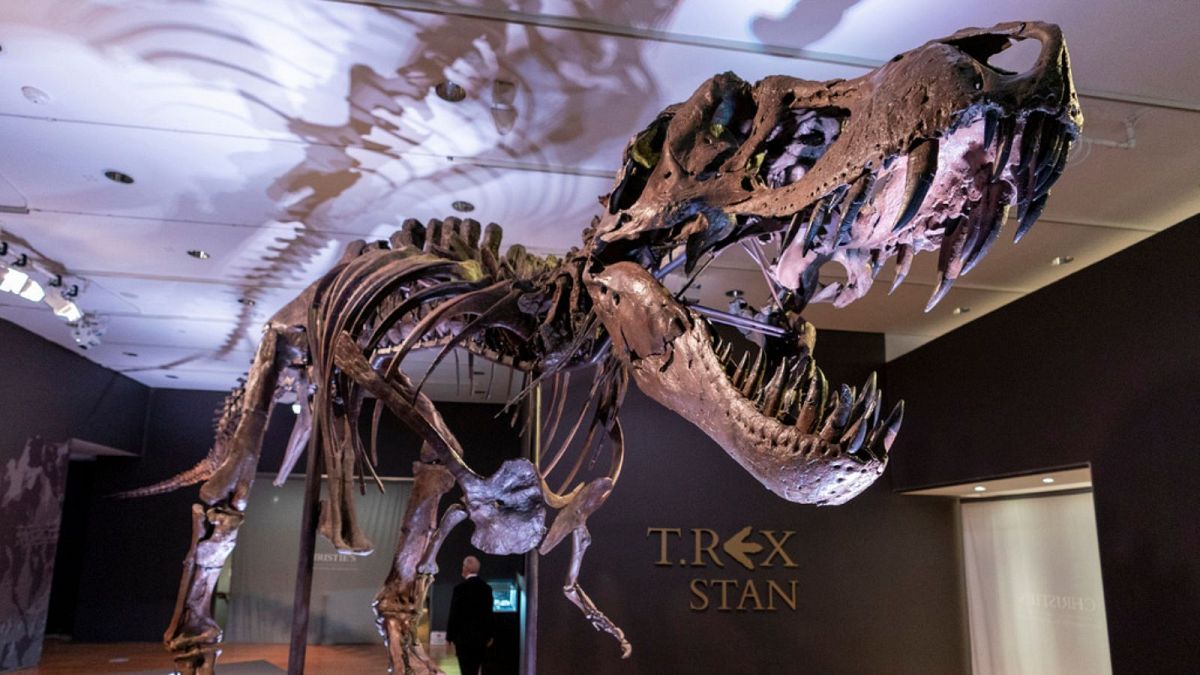 Tyrannosaurus rex fossil 