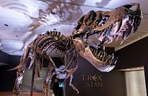 Tyrannosaurus rex fossil 