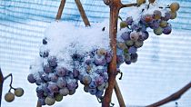 Ледяное вино – гордость таких стран, как Австрия и Германия.