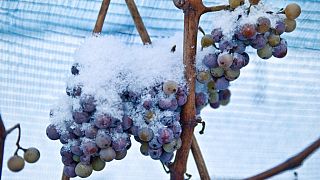 Un racimo de uvas destinadas a la elaboración del denominado 'vino del hielo', en una viña de Austria.