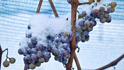 Ледяное вино – гордость таких стран, как Австрия и Германия.