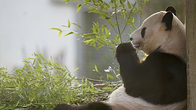 Il panda gigante Yang Guang mangia allo zoo di Edimburg, mentre i visitatori hanno un'ultima opportunità di salutarlo prima del trasferimento in Cina (30 novembre 2023)