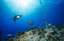 صورة غير مؤرخة أتاحتها Global Finprint في 22 يوليو 2020 تظهر سمكة قرش الشعاب المرجانية الكاريبية. جزر الباهاماس.