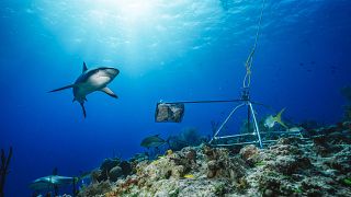 صورة غير مؤرخة أتاحتها Global Finprint في 22 يوليو 2020 تظهر سمكة قرش الشعاب المرجانية الكاريبية. جزر الباهاماس.