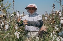 Uzbekistan's cotton industry rebounds after boycott
