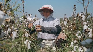 A indústria do algodão do Uzbequistão recupera após o boicote