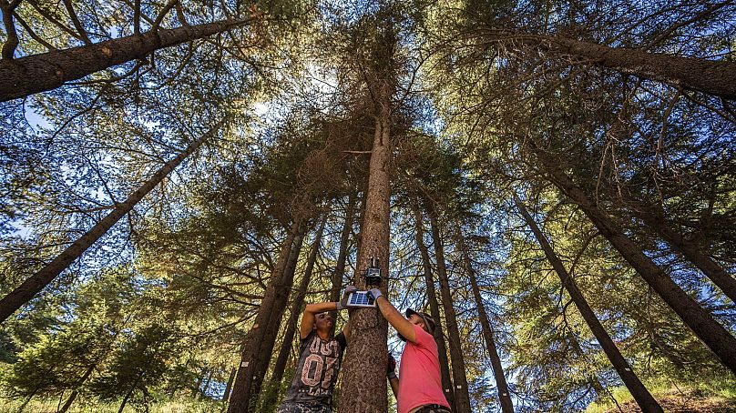 Workers install a censor on a Lebanese cedar tree that alerts authorities of potential forest fires in the Cedars of God forest, 5 August 2023.