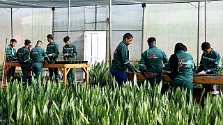Au Maroc, une école de jardinage fait rimer inclusion et écologie