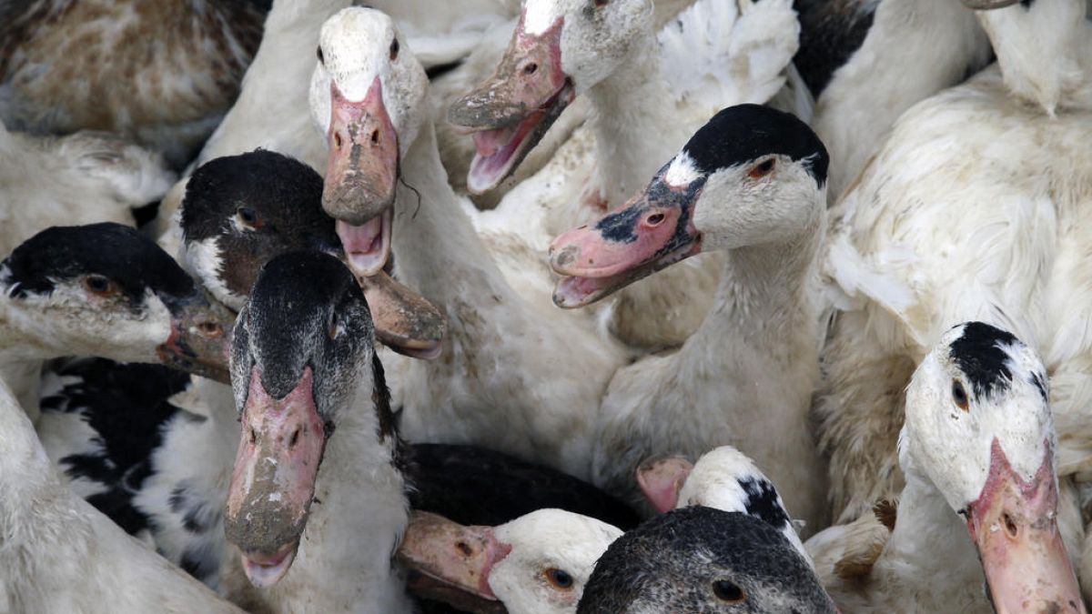 Arşiv: Fransa'da milyonlarca hayvan kuş gribi salgını nedeniyle itlaf edildi