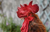 "Maurice" the rooster