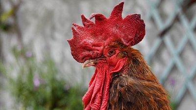 "Maurice" the rooster
