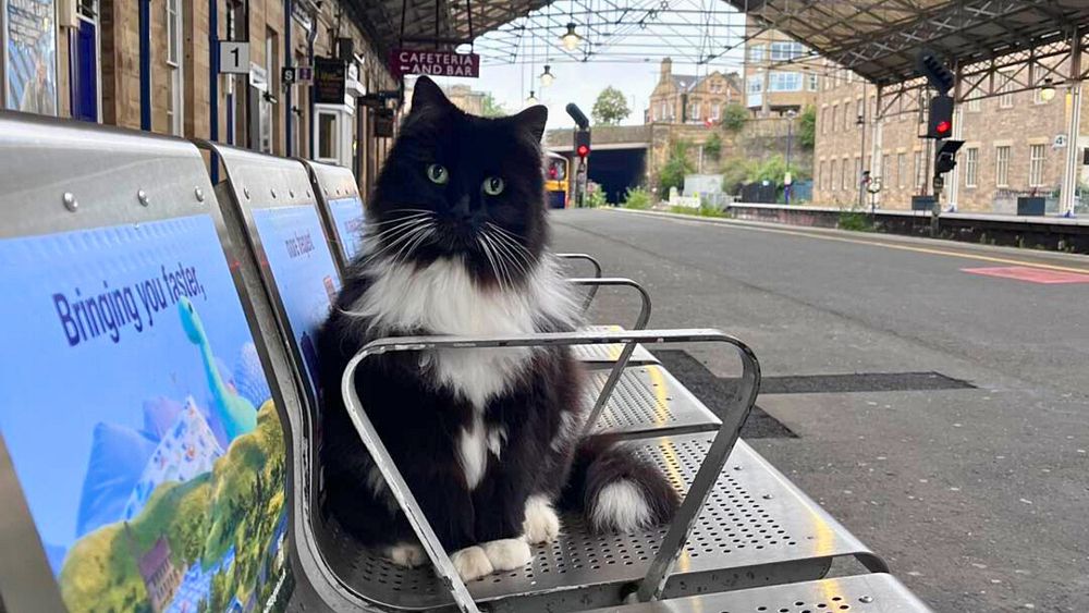 ‘I can hardly see through my tears’: Fans grieve over death of beloved British station cat thumbnail