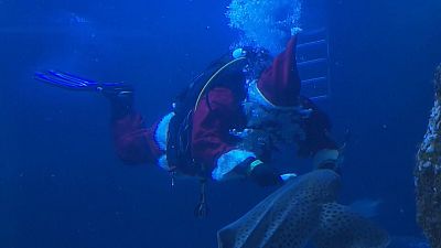 Santa in scuba gear feeds fishes in Germany