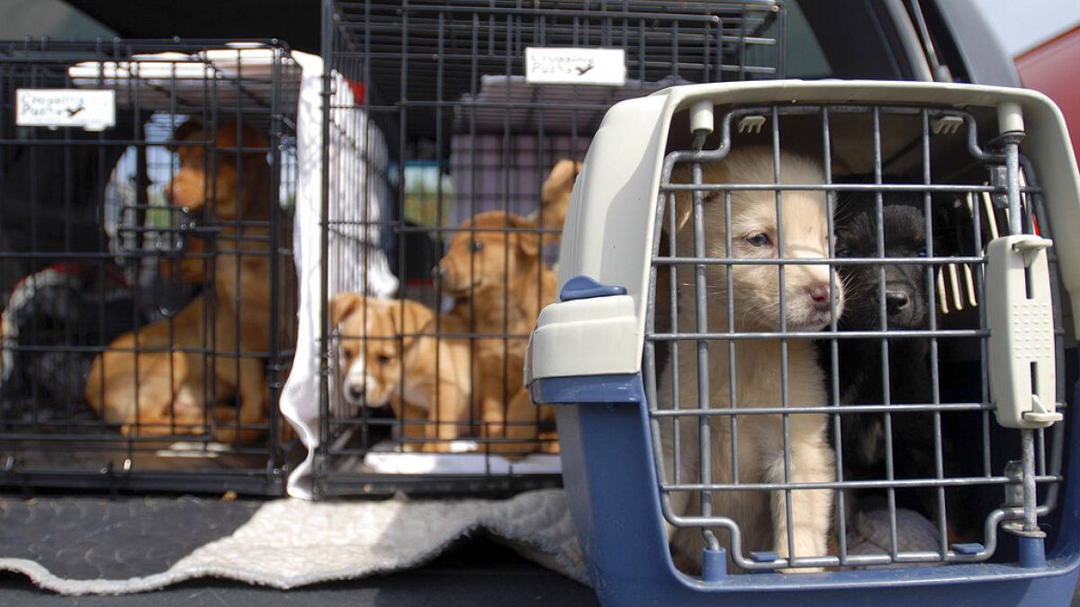 The new legislative initiative was unveiled as part of an animal welfare package that also includes new EU rules for the transport of live animals.