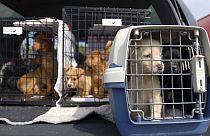 The new legislative initiative was unveiled as part of an animal welfare package that also includes new EU rules for the transport of live animals.