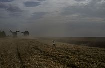 Un uccello in un campo di grano mentre una mietitrebbia raccoglie il raccolto nella regione di Cherkasy, in Ucraina, martedì 25 luglio 2023