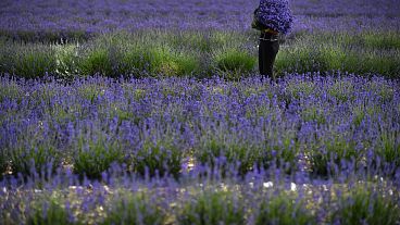 A worker collects lavender during the harvest, by hand at Castle Farm Lavender in south-east England on July 11, 2020, as sales of lavender products have increased with people