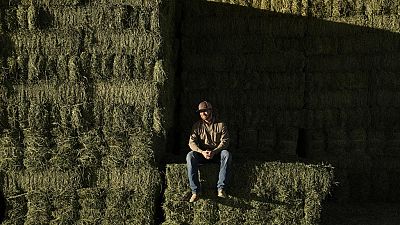 Farmer Matthew Hancock vor  Luzerneballen auf seiner Farm im McMullen Valley in Wenden, Arizona, 17. Oktober 2023