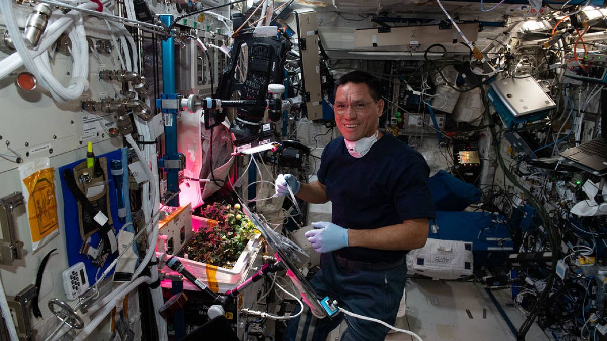 فرانک روبیو، فضانورد ناسا در حال رسیدگی به بوته‌های گوجه فرنگی در ایستگاه فضایی بین المللی در ماه اکتبر ۲۰۲۲