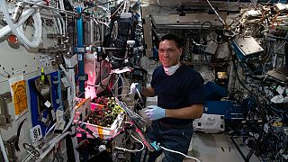 فرانک روبیو، فضانورد ناسا در حال رسیدگی به بوته‌های گوجه فرنگی در ایستگاه فضایی بین المللی در ماه اکتبر ۲۰۲۲