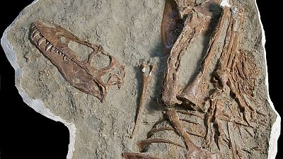Araştırmacılar T-Rex’in kendisinden daha küçük iki dinozoru yediğini ortaya çıkardı.