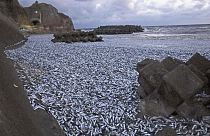 قال مسؤولون اليوم الجمعة، إن آلاف الأطنان من السردين الميت جرفتها الأمواج على شاطئ في هاكوداته، هوكايدو، شمال اليابان، يوم الخميس 7 ديسمبر 2023. 