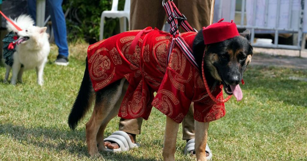 Nigeria: Dogs walk the runway in traditional costumes at Lagos carnival