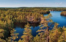 Finland's plans to go carbon negative include expanding its forests.