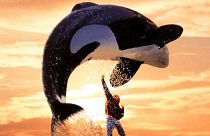 Keiko the orca, the star of 'Free Willy' died 20 years ago today