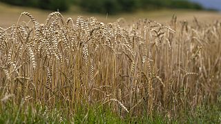 Wheat field near Blankenburg am Harz, Germany, July 2023. Proponents say GM crops could resist droughts that impacted yields this year (AP Photo/Matthias Schrader)