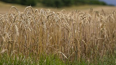 Wheat field near Blankenburg am Harz, Germany, July 2023. Proponents say GM crops could resist droughts that impacted yields this year (AP Photo/Matthias Schrader)