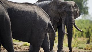 Zimbabwe : au moins 100 éléphants morts par manque d'eau