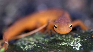 A spotted newt crawls in the rain on 1 August 2003, in Unity, New Hampshire.