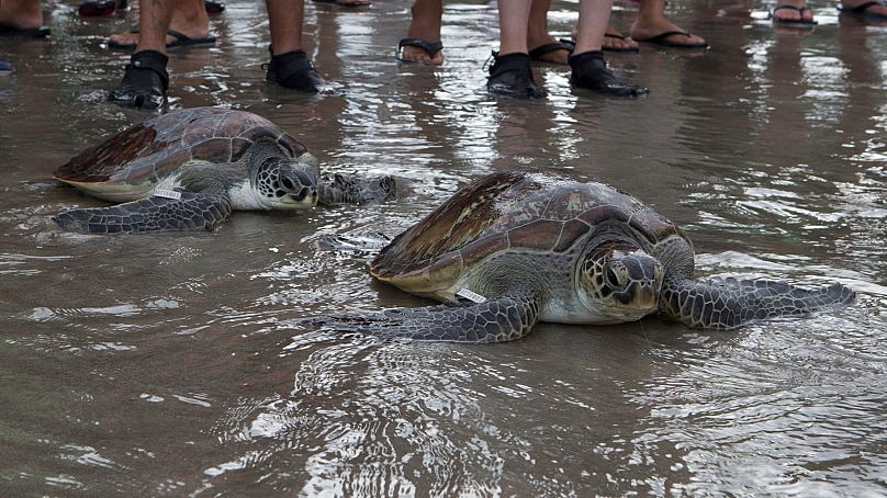 Grüne Meeresschildkröten (Chelonia mydas) machen sich nach ihrer Freilassung am Strand von Kuta, Bali, Indonesien, 8. Januar 2022, auf den Weg ins Meer.
