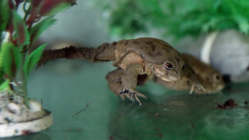 A captive frog, of the Telmatobius Culeus species, moves inside of a glass box at Huachipa Zoo, on the outskirts of Lima, Peru, 6 November 2019.