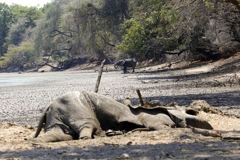فيل نافق في زيمبابوي