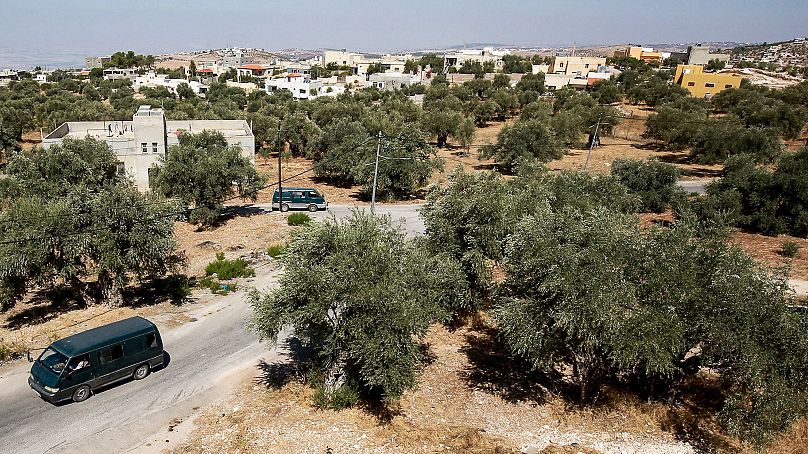 أشجار الزيتون في الأردن