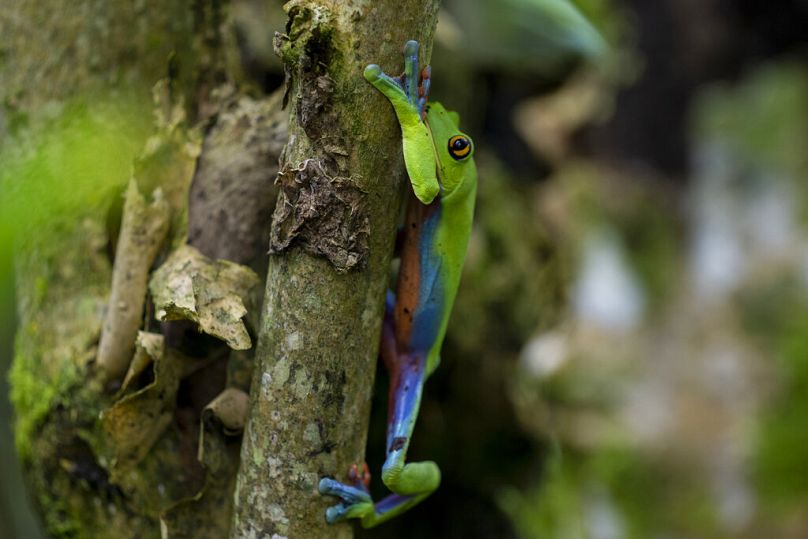 A frog named "rana azul" or "rana de cafetal" (Agalychnis annae) climbs a branch in a protected forest on the outskirts of San Jose, Costa Rica, August 2022