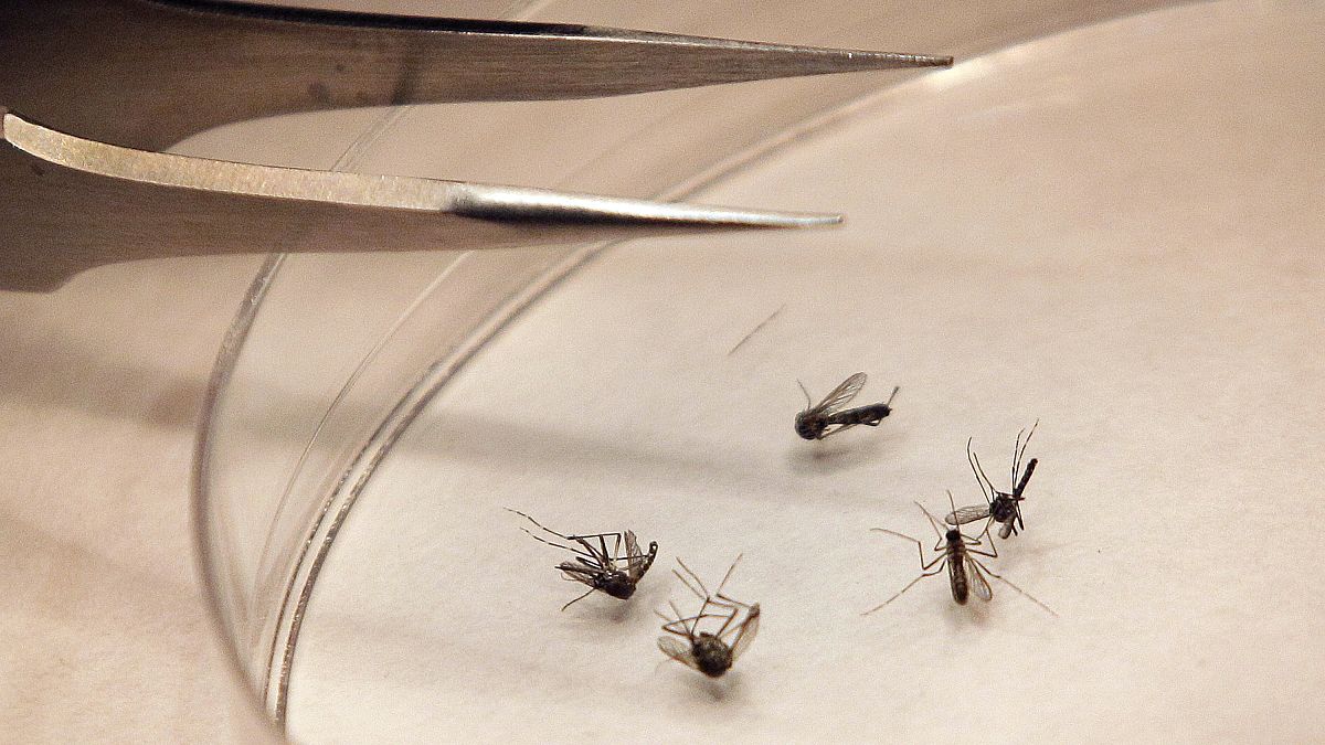 En la actualidad no existe ninguna vacuna contra el virus del Nilo Occidental transmitido por mosquitos, y alrededor del 80% de las personas infectadas presentan pocos o ningún síntoma.