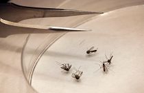 En la actualidad no existe ninguna vacuna contra el virus del Nilo Occidental transmitido por mosquitos, y alrededor del 80% de las personas infectadas presentan pocos o ningún síntoma.
