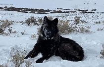 A female wolf pup is seen in North Park, Colorado, in February 2022. A handful of the predators have wandered into Colorado from Wyoming in recent years.