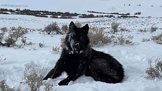 A female wolf pup is seen in North Park, Colorado, in February 2022. A handful of the predators have wandered into Colorado from Wyoming in recent years.