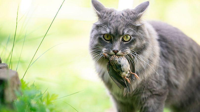محققان می‌گویند گربه‌ها عامل انقراض گونه‌های بسیاری در طبیعت شده‌اند