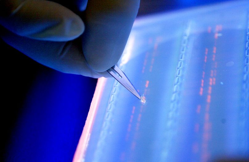 A lab officer cuts a DNA fragment under UV light to determine genetic mutation in a blood cancer patient, in Singapore, April 2007