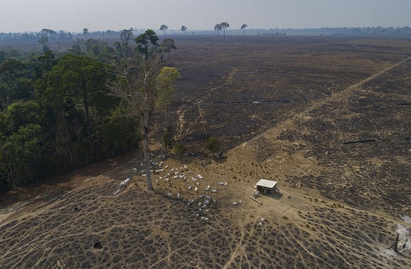 The cattle industry in Brazil is a major driver of destruction of the Amazon rainforest, a fact documented by the World Bank and numerous academic studies.