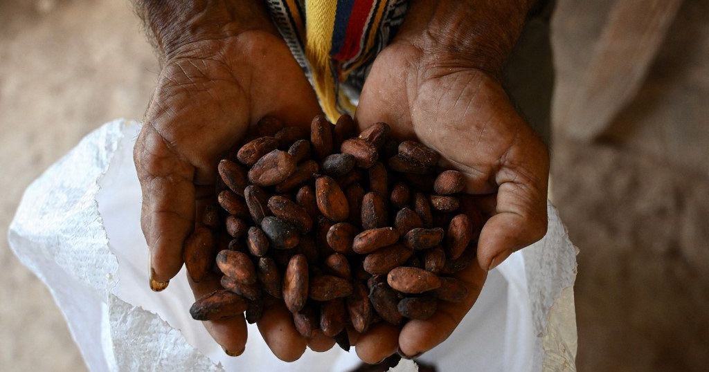 Cocoa Farmers Illegally Encroach On Nigerian Rainforest Africanews 6976