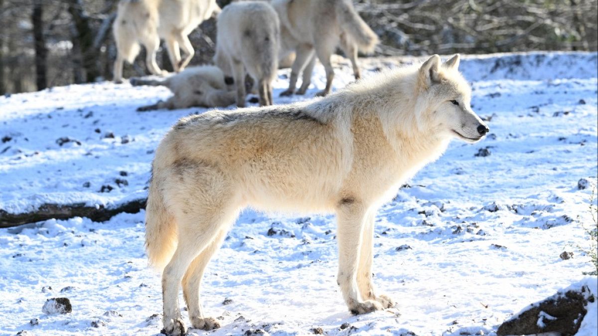 Un lupo artico arrivati nel parco animali di Sainte-Croix a Rodi, nel nord-est della Francia, il 16 dicembre 2022