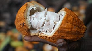 Illegal mining threatens Ghana's cocoa industry 