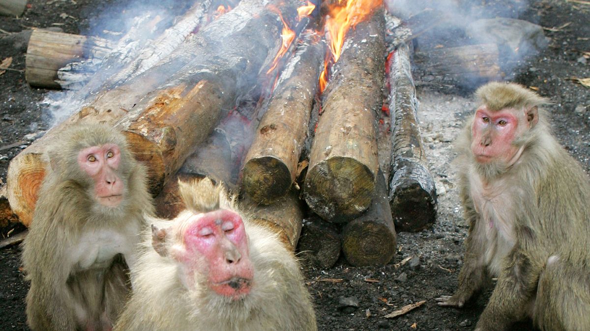 Πίθηκοι στο Japan Monkey Center ζεσταίνονται κοντά στις φλόγες